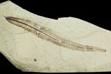 Fossil Willow (Salix) Leaf - Green River Formation, Utah #99766-1